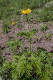 Pulsatilla aurea. Цветущее растение. Краснодарский край, Кавказский биосферный заповедник, окр. пер. Аишха, субальпийский луг. 20.07.2021.