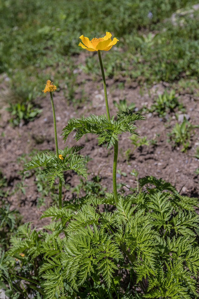 Image of Pulsatilla aurea specimen.