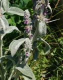 Stachys byzantina