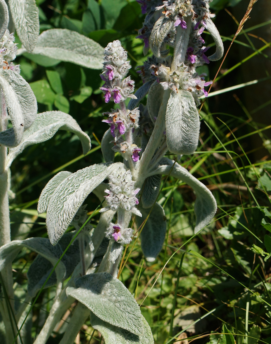 Изображение особи Stachys byzantina.