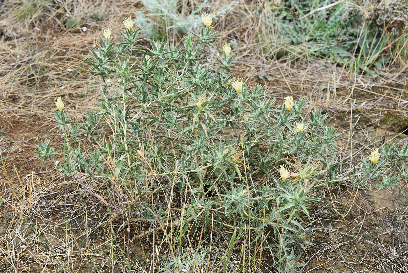 Image of Carthamus lanatus specimen.