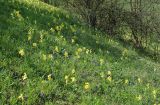 Muscari armeniacum