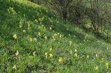 Muscari armeniacum. Аспект на склоне с Primula macrocalyx. Азербайджан, Кубинский р-н, долина р. Бабачай. 21.04.2010.