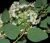 genus Spiraea. Верхушка цветущего побега. Узбекистан, г. Ташкент, пос. Улугбек, промплощадка ядерного центра, в культуре. 15.04.2022.
