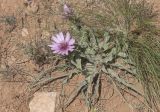 Tragopogon marginifolius