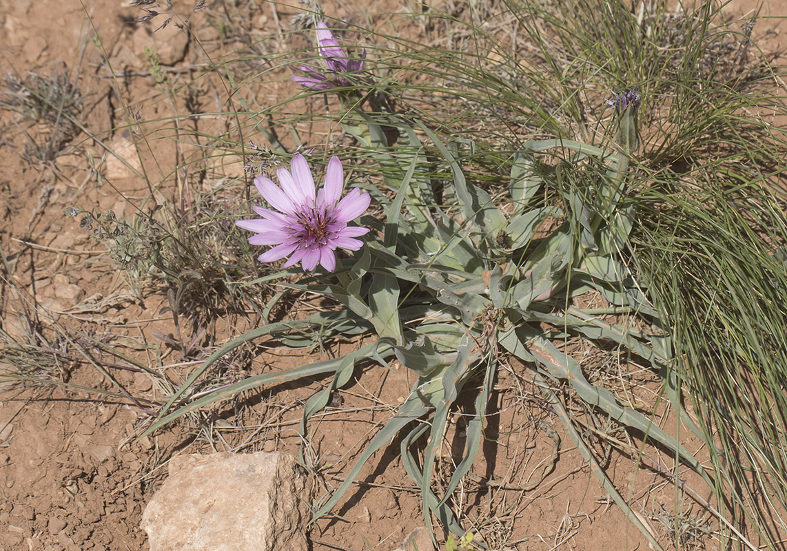 Image of Tragopogon marginifolius specimen.