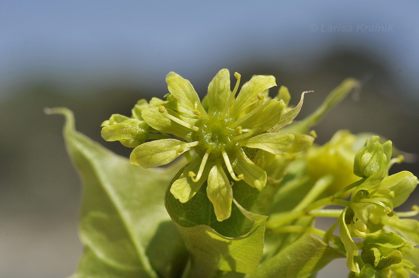 Image of Acer mono specimen.