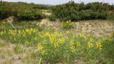 Thermopsis lupinoides