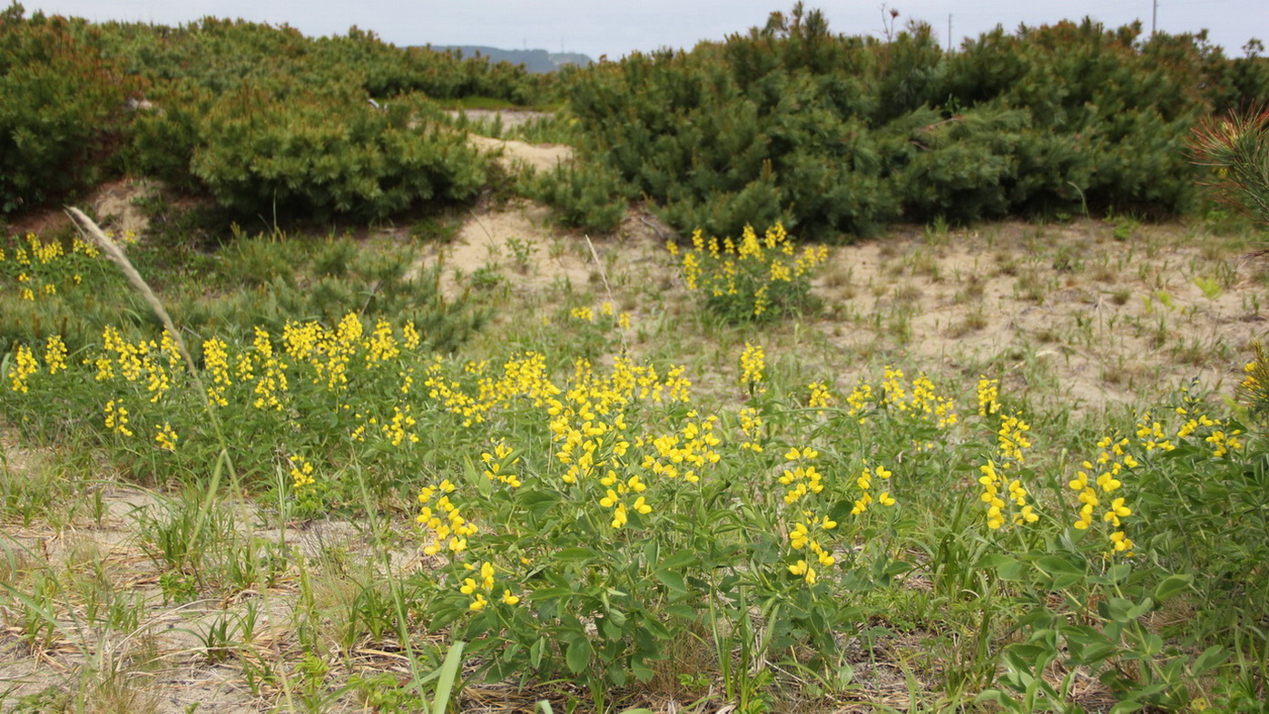 Image of Thermopsis lupinoides specimen.