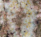 Lecanora symmicta. Таллом с апотециями на стволе Alnus glutinosa. Московская обл., Одинцовский р-н, окр. г. Кубинка. 14.04.2022.