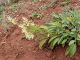 Salvia korolkowii