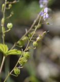 Veronica urticifolia. Соплодие с последним неопавшим цветком. Испания, автономное сообщество Каталония, провинция Жирона, комарка Рипольес, муниципалитет Сеткасес, окр. курорта \"Вальтер 2000\", ≈1950 м н.у.м., скалистый берег горного ручья. 03.07.2022.