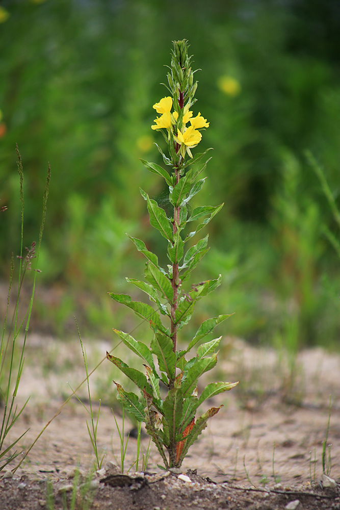 Изображение особи Oenothera rubricaulis.