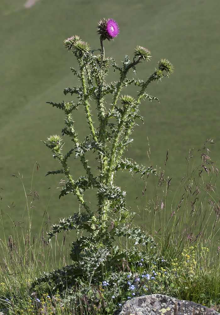 Image of Carduus thoermeri specimen.