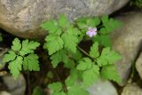 Geranium robertianum. Цветок, бутон и листья. Узбекистан, Самаркандская обл., Зеравшанский хр., окр. кишлака Терсак, 1600 м н.у.м., сильно затенённый каменистый участок у берега реки. 12 мая 2022 г.