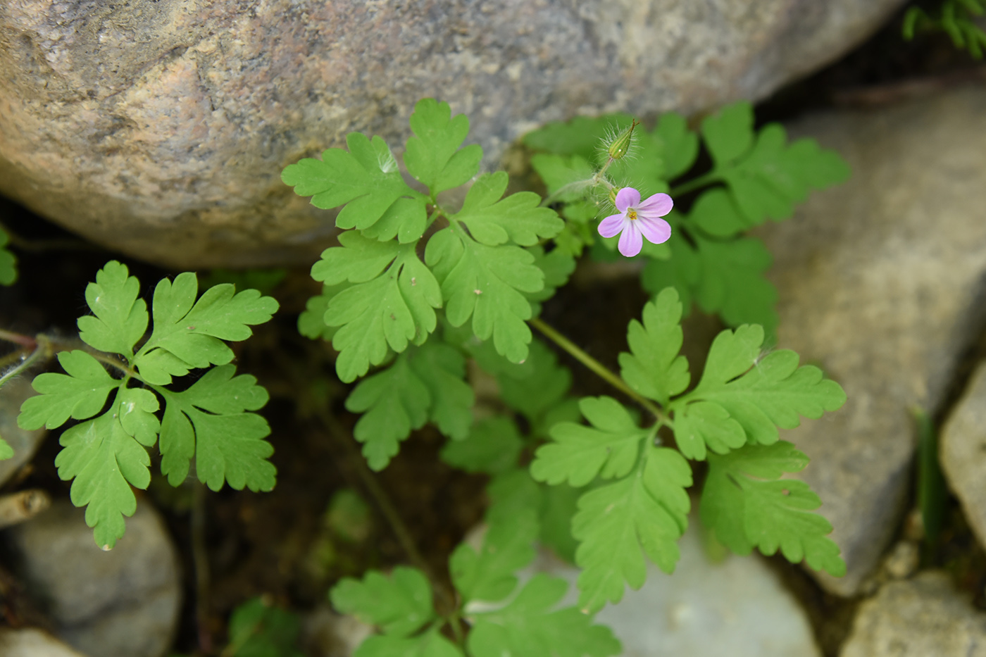 Image of Geranium robertianum specimen.