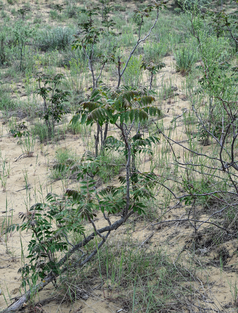 Image of Ailanthus altissima specimen.