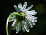 Leucanthemum ircutianum