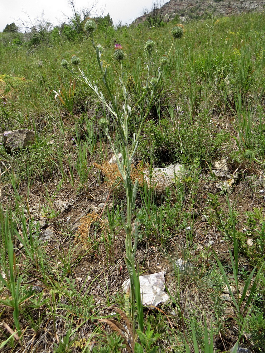 Изображение особи Cousinia sewerzowii.