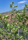 Prunus cerasifera. Верхушка ветви с созревающим плодом. Армения, обл. Арагацотн, окр. с. Агарак, ≈ 1000 м н.у.м., каменистый сухой склон. 20.06.2022.