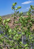 Prunus cerasifera