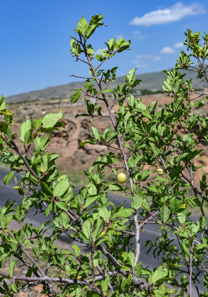 Изображение особи Prunus cerasifera.