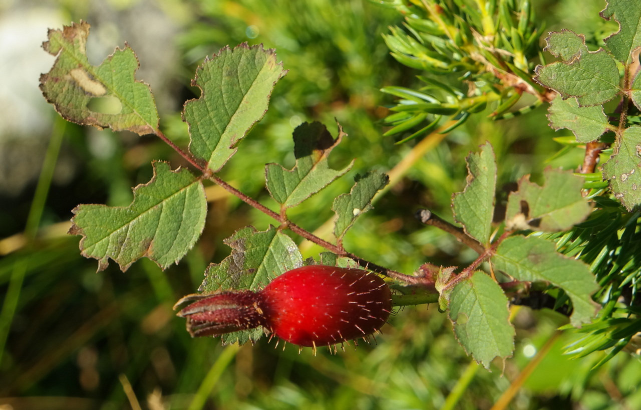 Image of genus Rosa specimen.