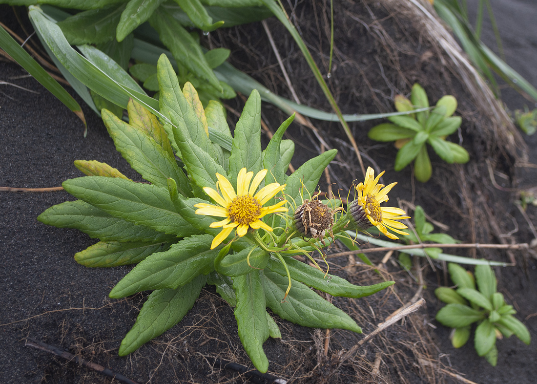 Изображение особи Senecio pseudoarnica.