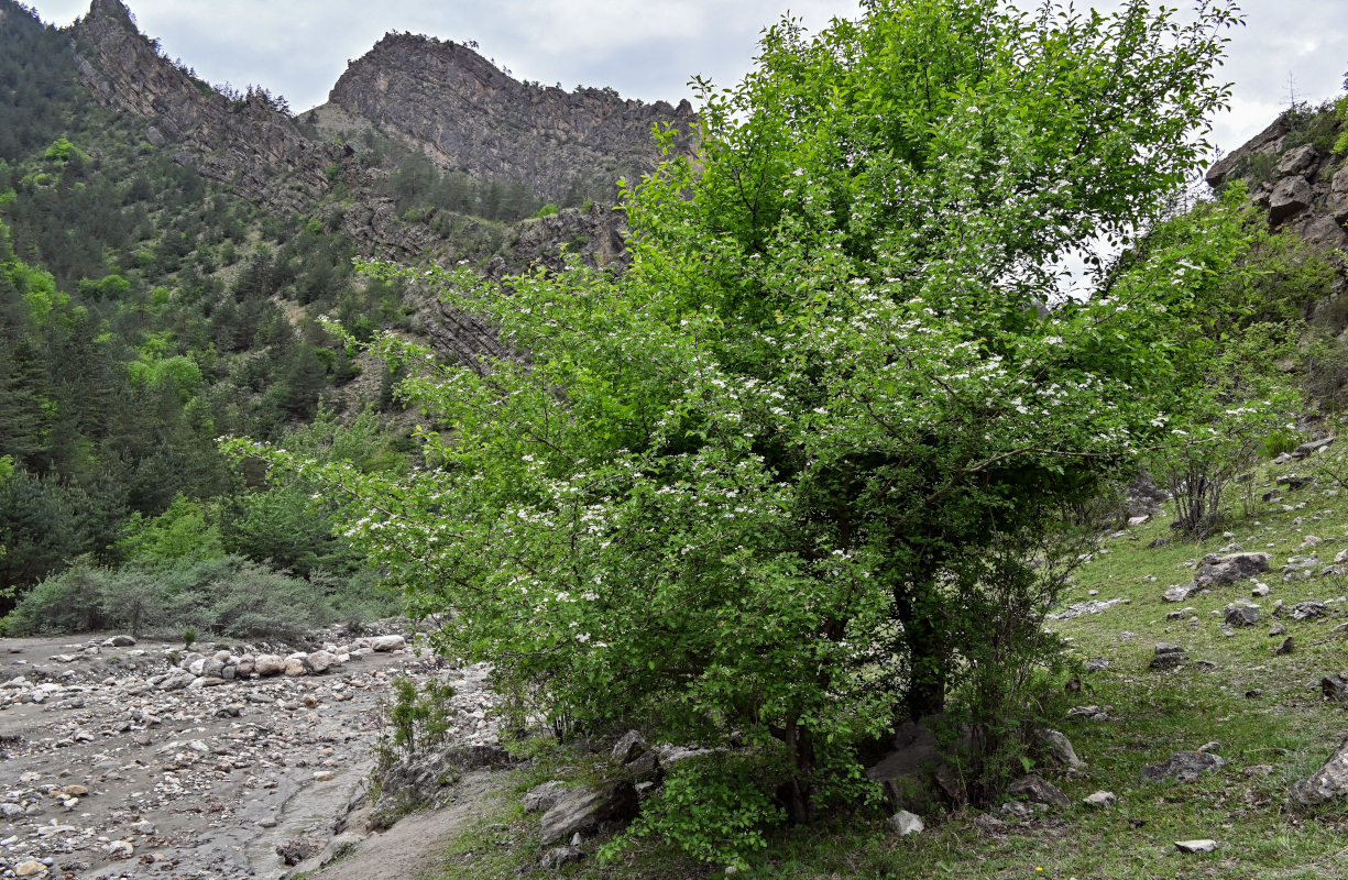 Image of Crataegus monogyna specimen.