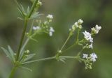 Galium rivale