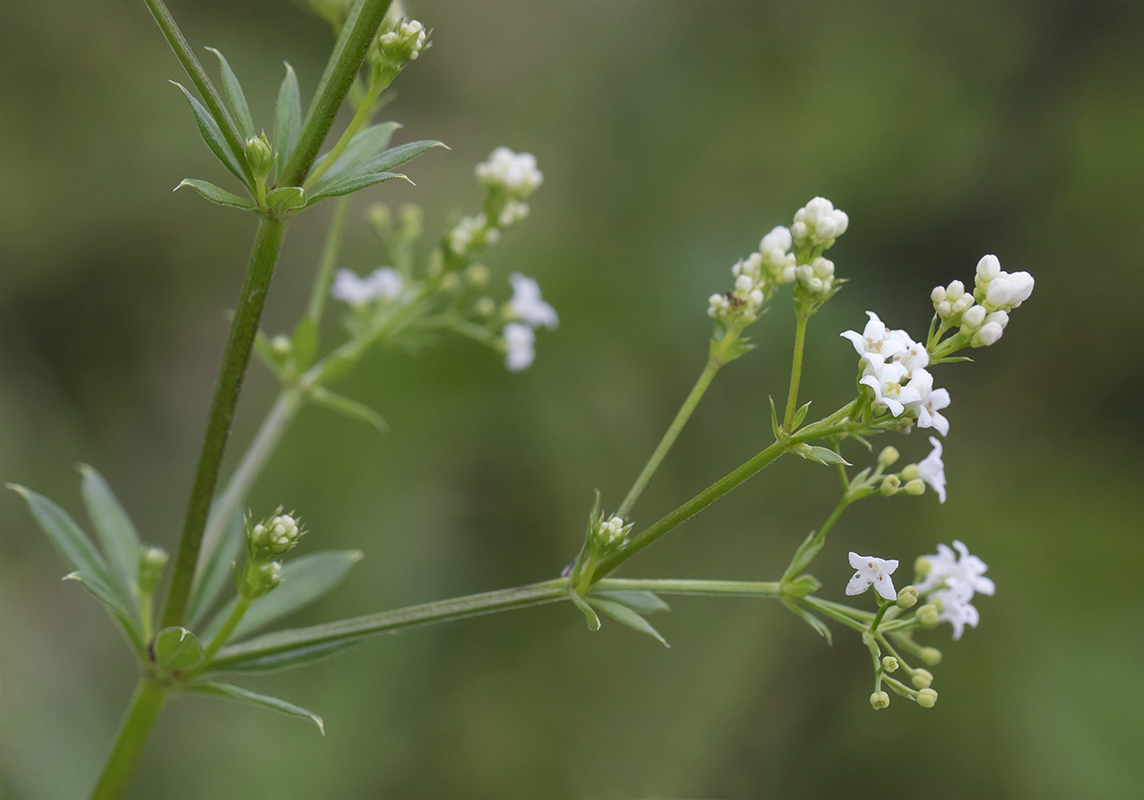 Image of Galium rivale specimen.