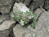 Cardamine bipinnata. Лист. Кабардино-Балкария, Эльбрусский р-н, долина р. Каяртысу, ок. 2200 м н.у.м., каменистый склон. 30.07.2022.