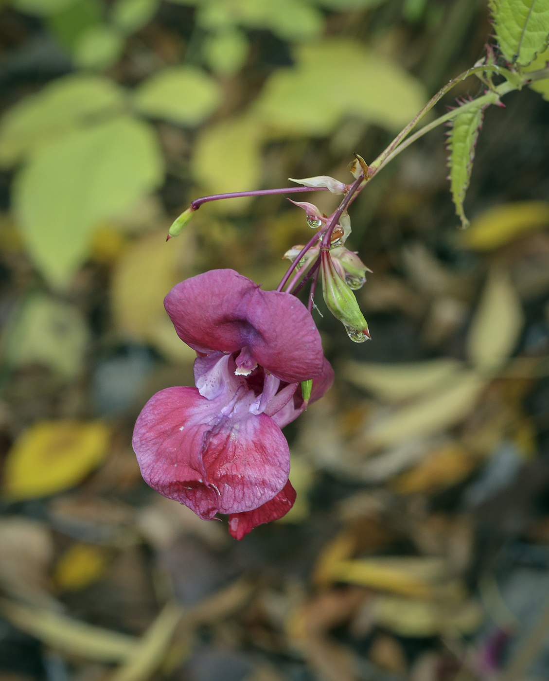 Image of Impatiens glandulifera specimen.