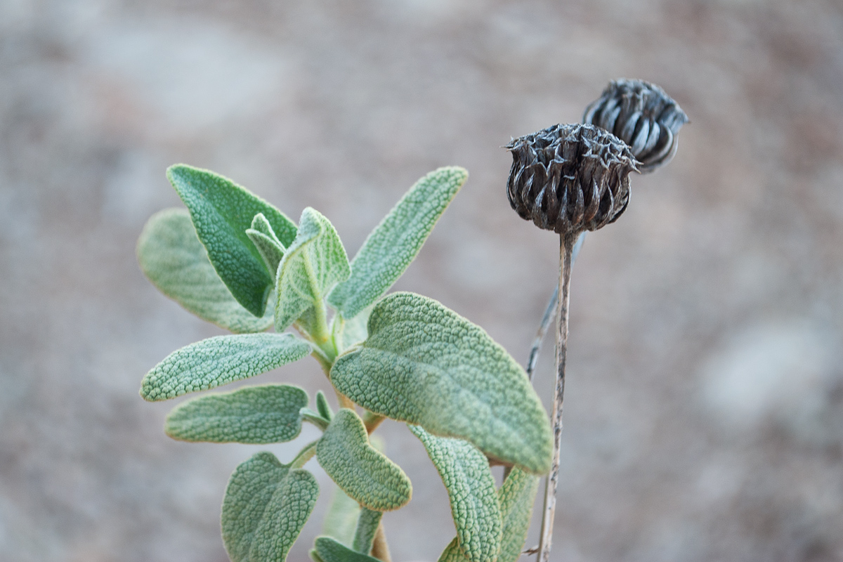 Image of Phlomis lycia specimen.