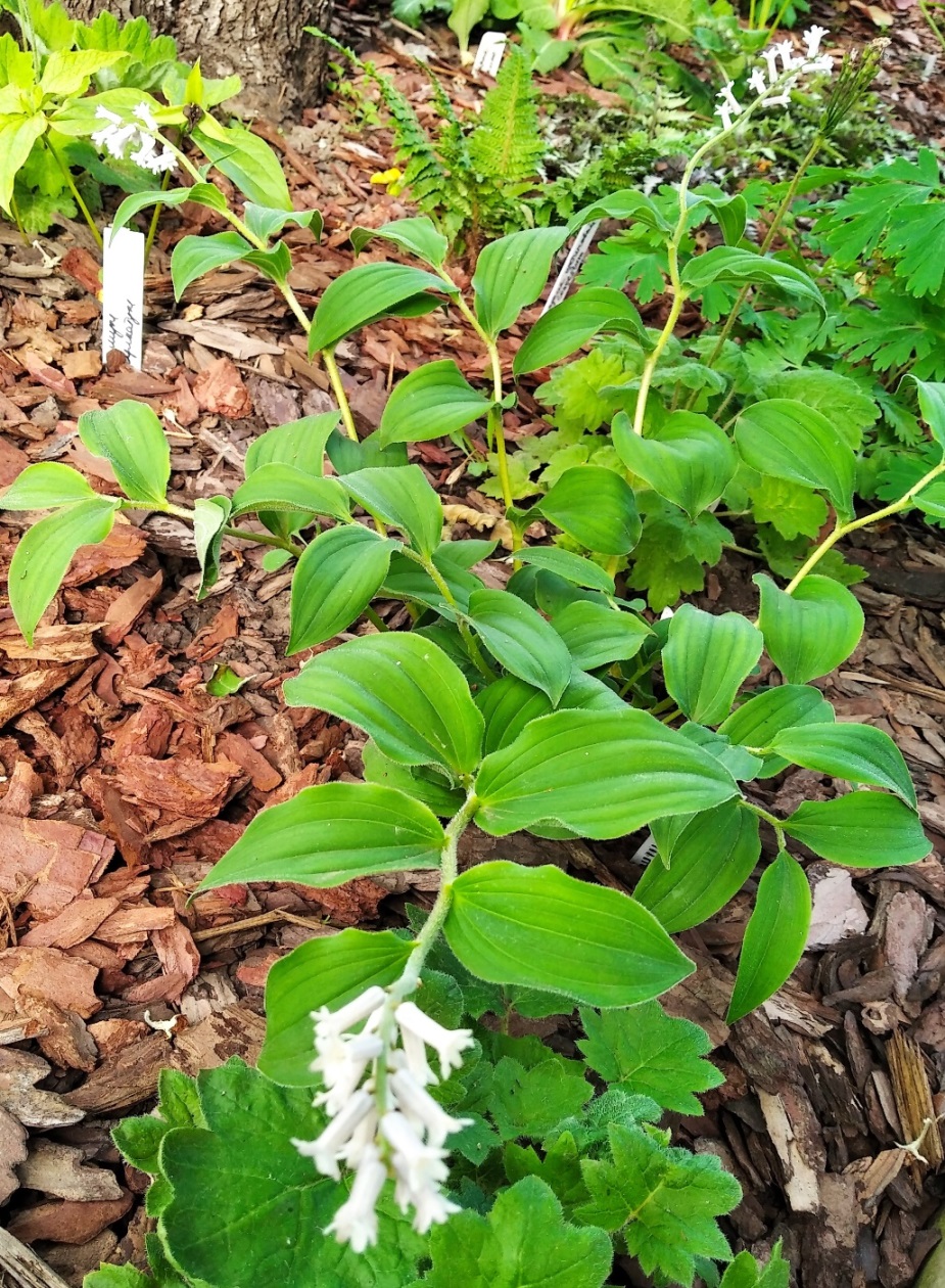 Image of Smilacina henryi specimen.