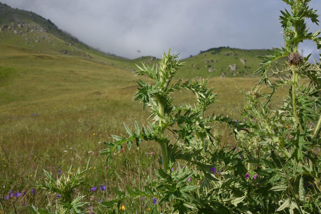 Изображение особи Cirsium pugnax.