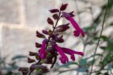 genus Salvia. Верхушка соцветия. Израиль, г. Бат-Ям, в культуре. 28.03.2023.