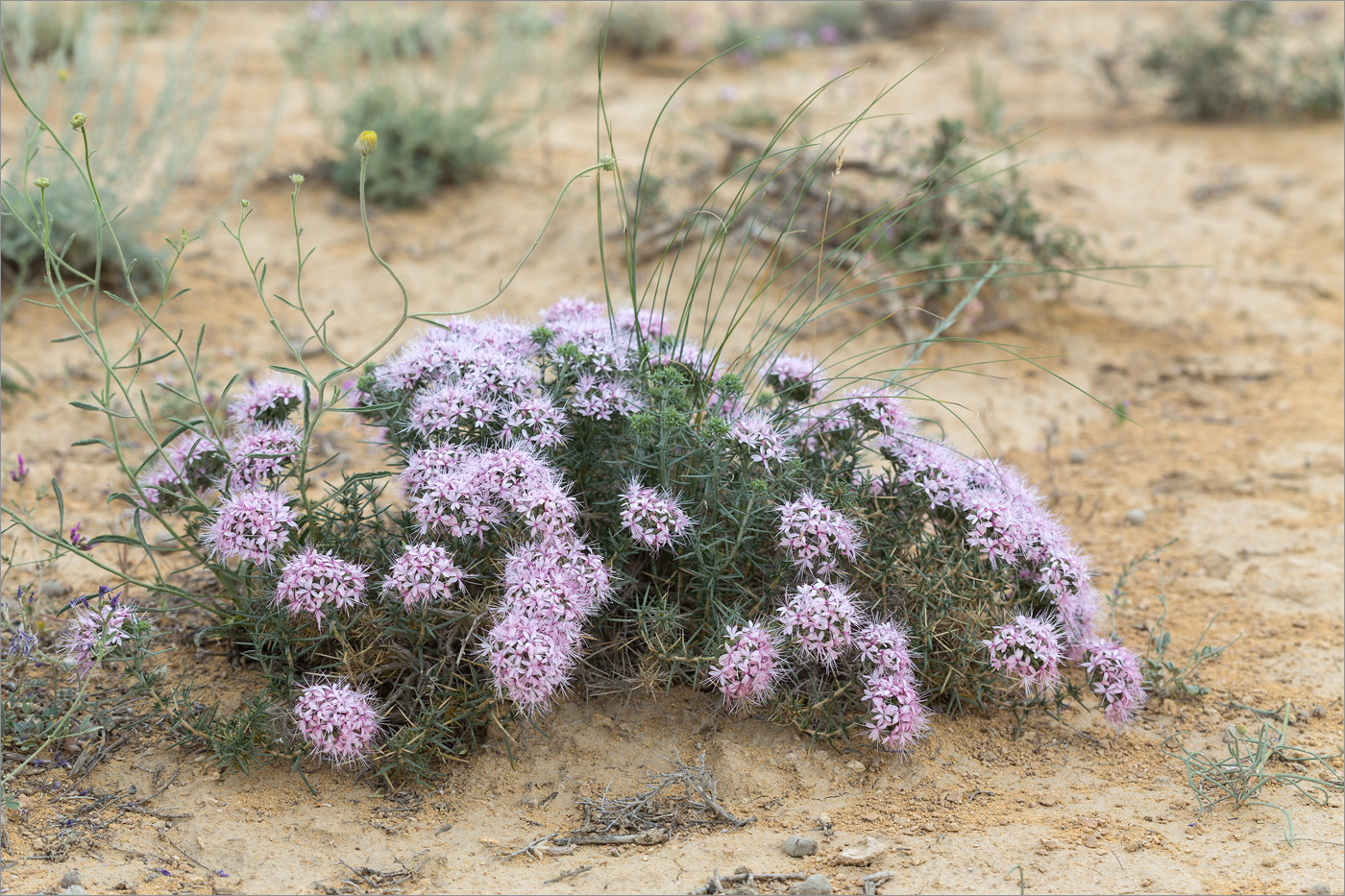 Изображение особи Acanthophyllum pungens.