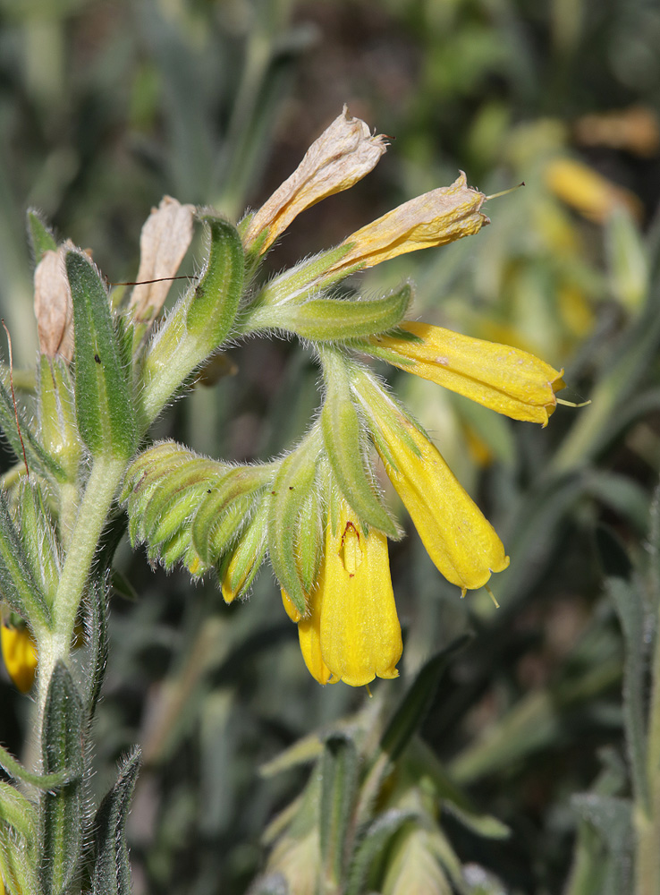 Image of Onosma taurica specimen.