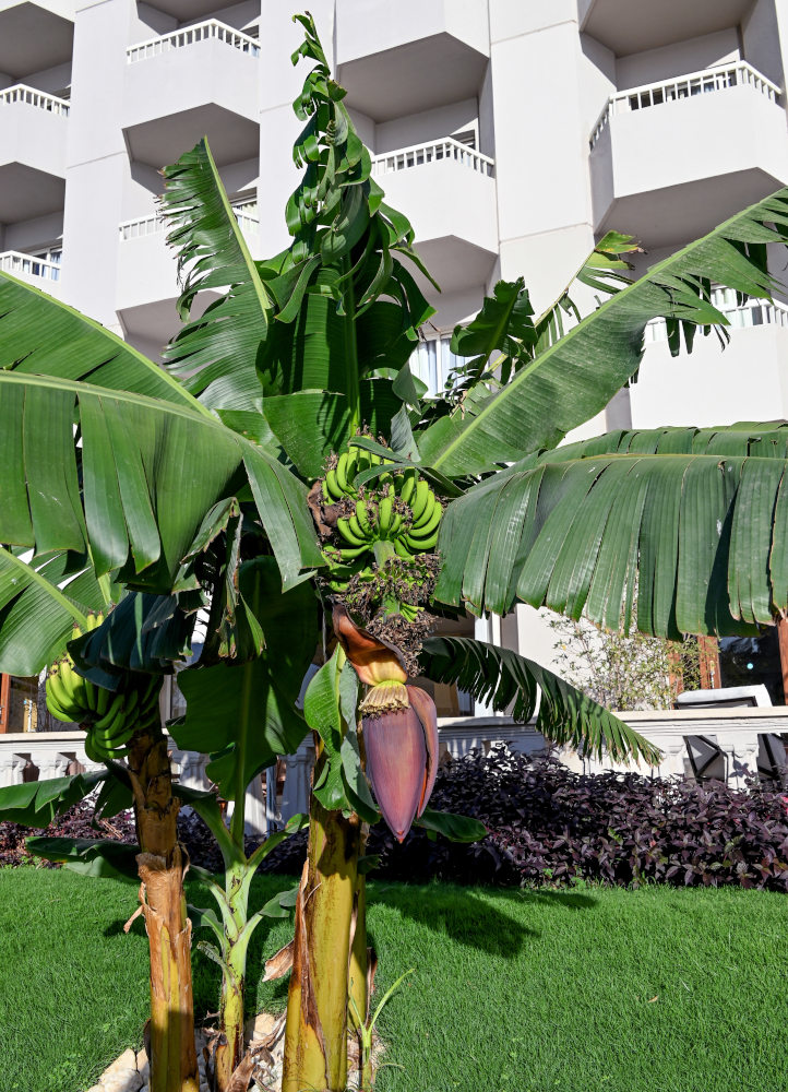 Image of Musa acuminata specimen.