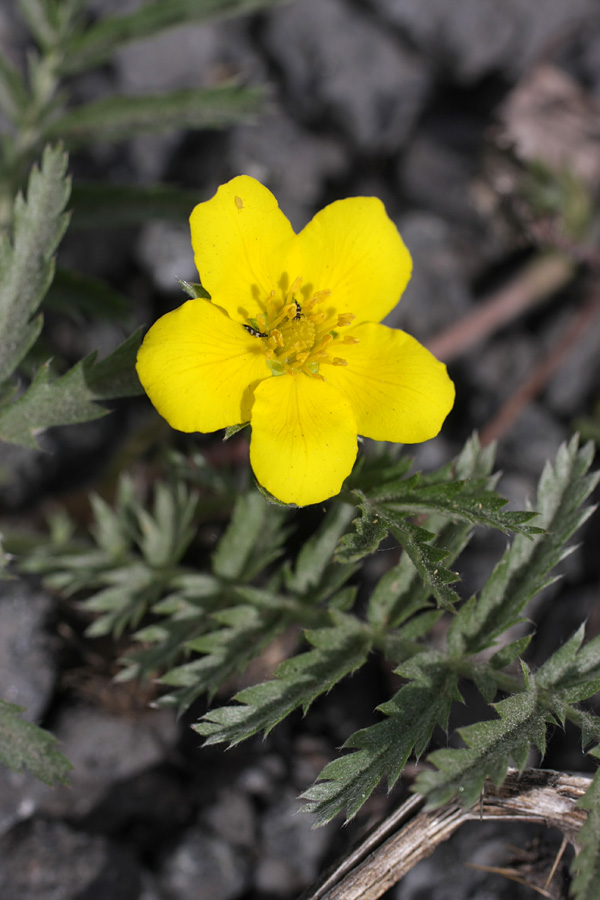 Image of Potentilla anserina specimen.