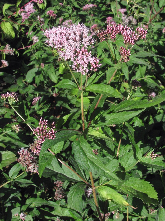 Image of Eupatorium cannabinum specimen.