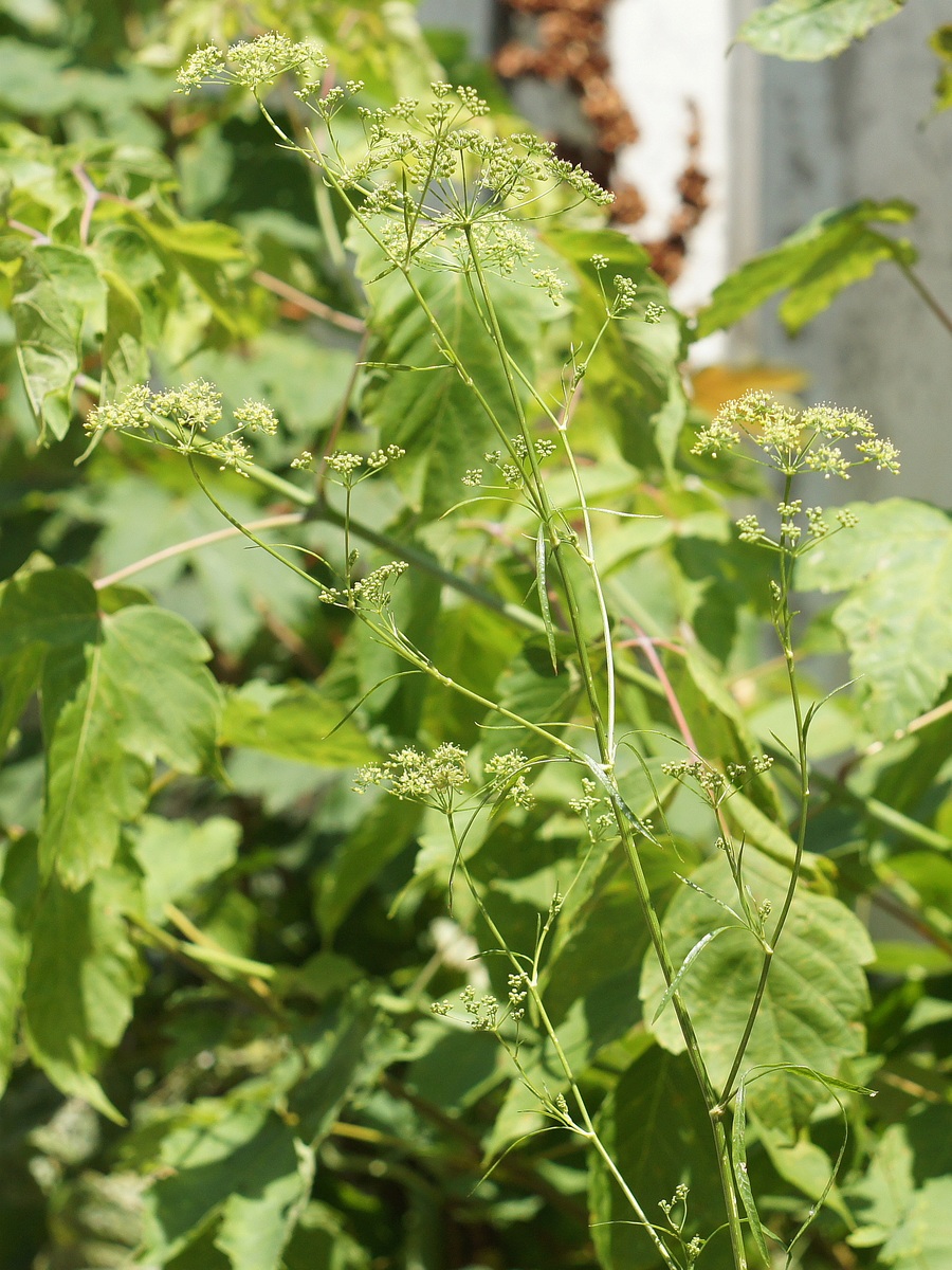 Image of Petroselinum crispum specimen.