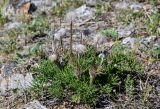 Pulsatilla turczaninovii