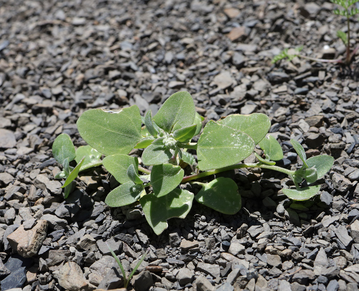 Image of Chenopodium sosnowskyi specimen.
