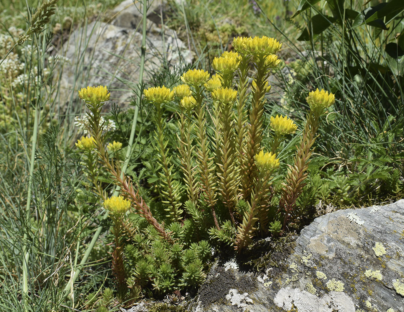 Изображение особи Sedum montanum.