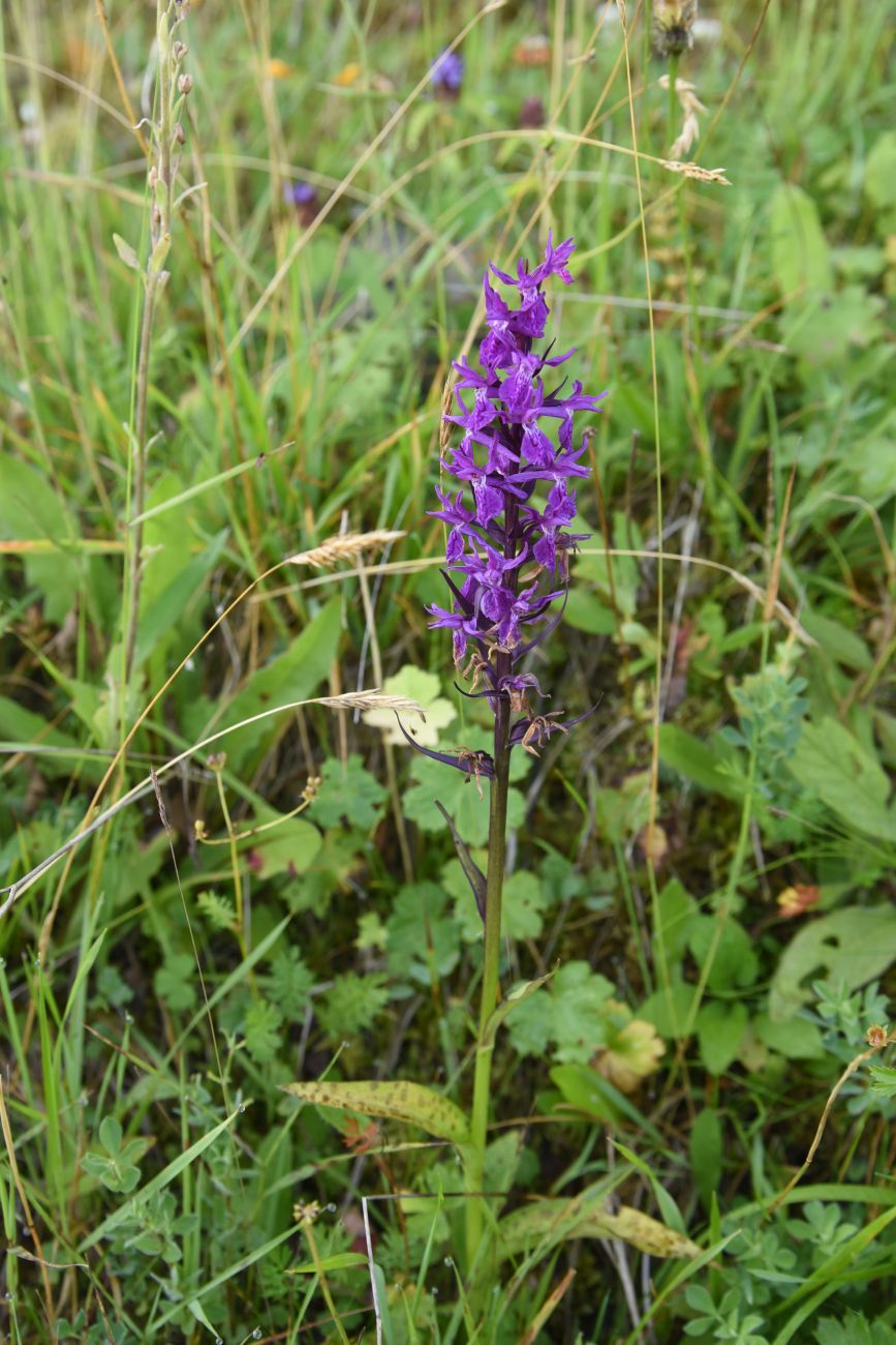 Image of Dactylorhiza urvilleana specimen.