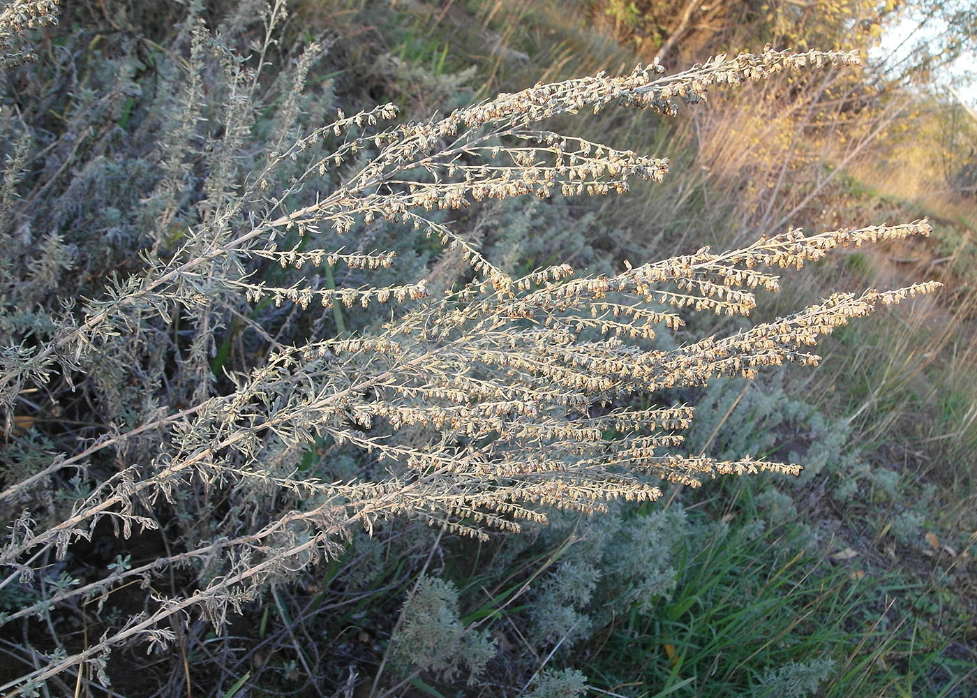 Image of Artemisia austriaca specimen.