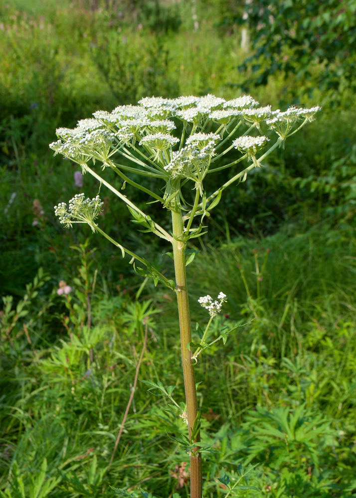 Изображение особи Pleurospermum uralense.