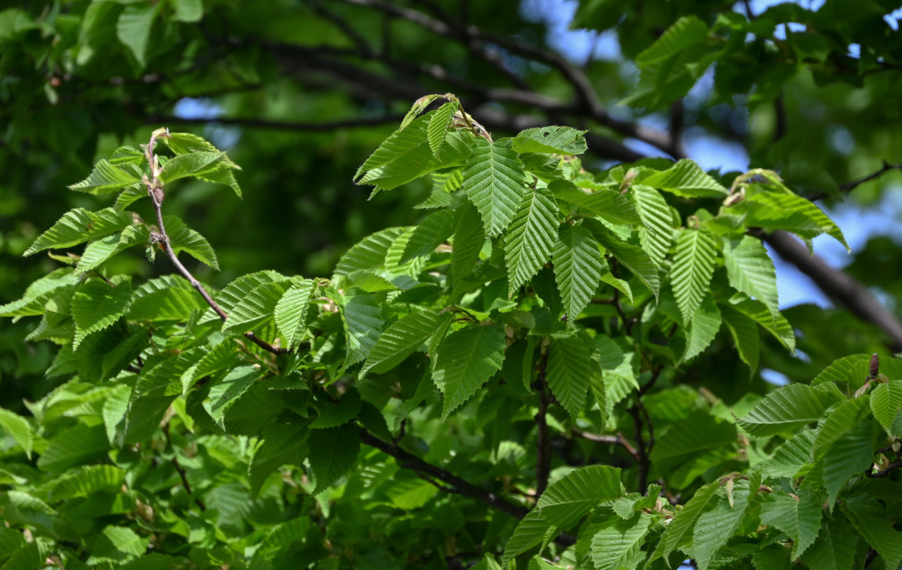 Изображение особи Carpinus betulus.